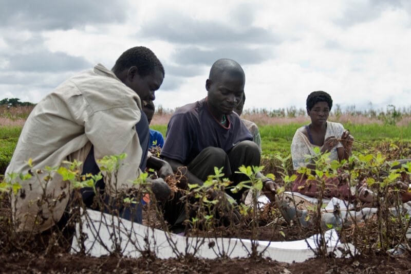 Groundnut_harvesting_in_Malawi