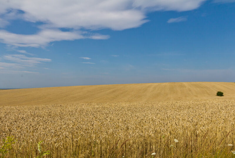 Wheat_fields_in_Ukraine-5961